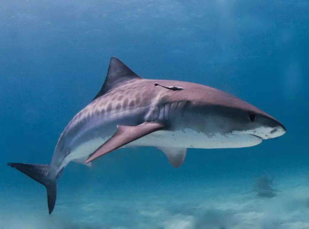 How fast was the megalodon? | ZSL